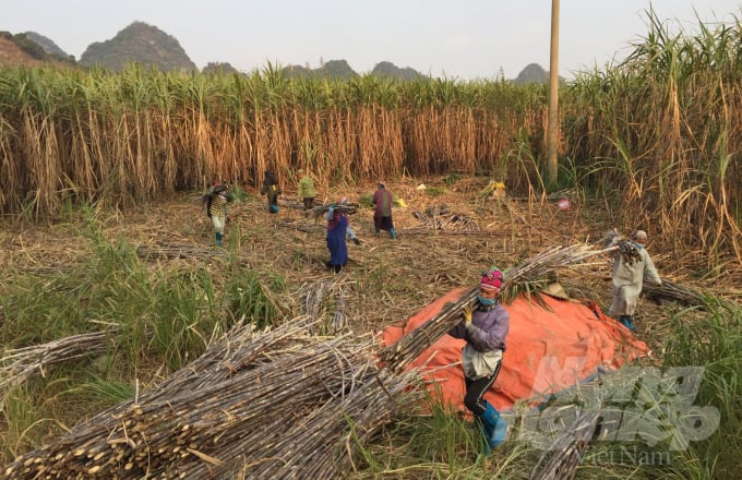 nghe-lam-duong-phen-o-cao-bang-khoi-sac-nho-mia-giong-moi-1555_20210120_398.jpg Diện tích trồng mía tại Quảng Hòa chiếm 70% tổng diện tích mía toàn tỉnh Cao Bằng. Ảnh: Công Hải.