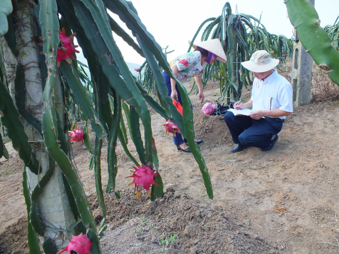 Hàng loạt các giống cây trồng, đặc biệt là các giống cây ăn quả chất lượng, phục vụ tái cơ cấu nông nghiệp của VAAS đã được đưa ra sản xuất trong thời gian qua. Ảnh: Lê Bền