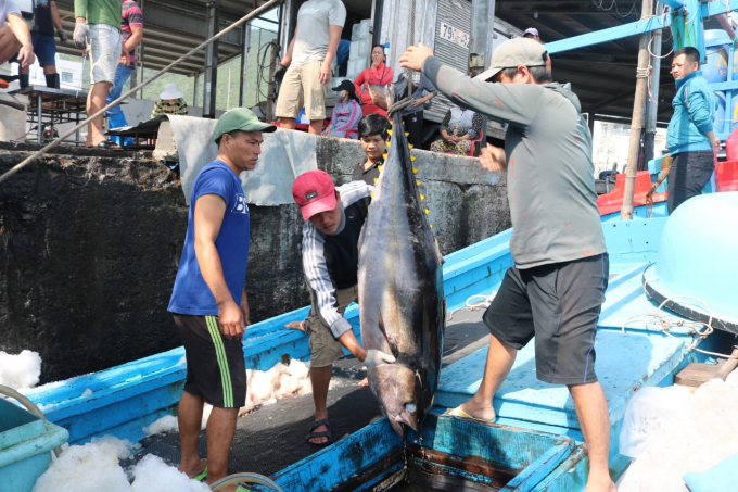 z2295249572387_483e1fa4ce88aa721434b3faa237395d-1534_20210124_847.jpg Hai tàu đánh bắt cá ngừ của anh Dương Tèo trúng đậm chuyến biển cuối năm. Ảnh: KS.