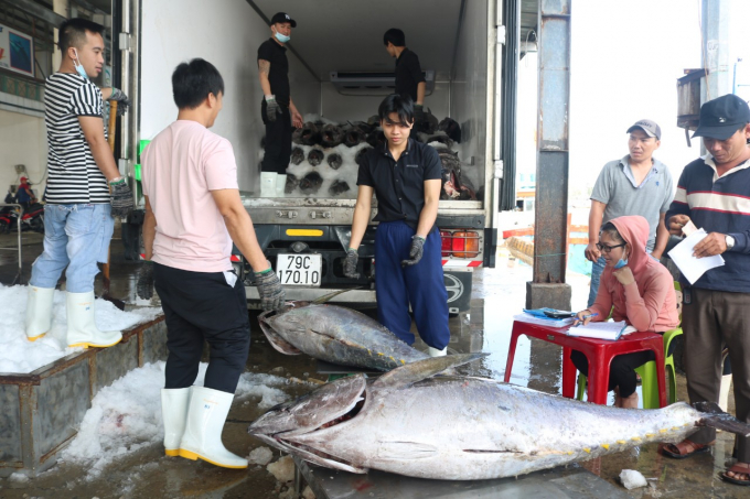 z2295250968085_a14274f741195c3d89bb9f22cbe1438e-1534_20210124_280.jpg Các doanh nghiệp thu mua cá ngừ đại dương cho ngư dân. Ảnh: KS.