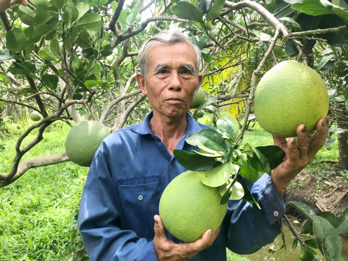 Giá bưởi da xanh dần hồi phục, nông dân kỳ vọng thị trường Tết sôi động. Ảnh: Minh Đảm.