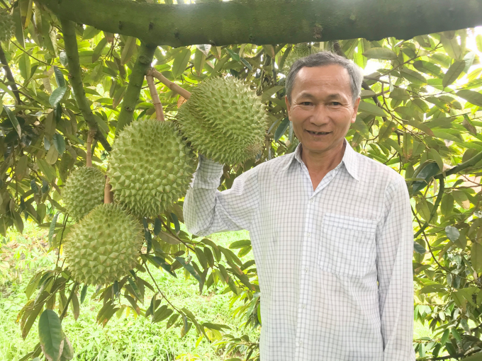 Năm nay, do ảnh hưởng của hạn mặn nên sản lượng sầu riêng giảm rất mạnh, giá sầu riêng đạt kỷ lục. Ảnh: Minh Đảm.