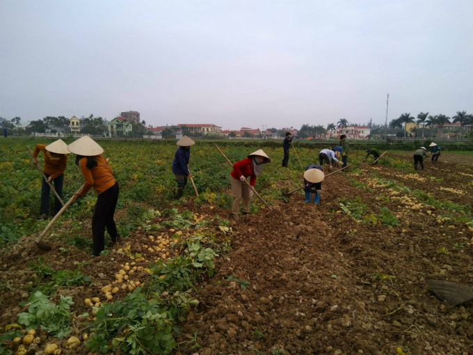 Những đơn vị sản xuất có hợp đồng bao tiêu sản phẩm, việc thu hoạch đã gần xong. Ảnh: Đinh Mười.