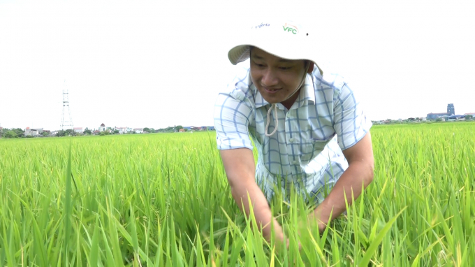 Nhờ áp dụng gói kỹ thuật canh tác lúa tiên tiến, nông dân tăng hiệu quả kinh tế ít nhất 25%. Ảnh: Minh Phúc.