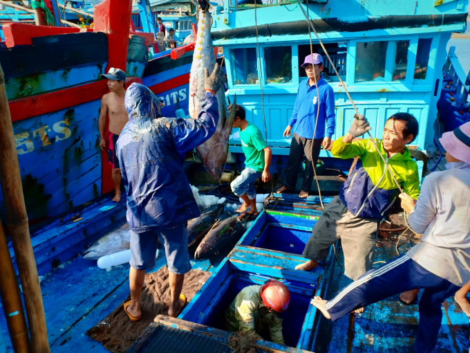 z2334222178547_74dd65d1b0a3f9cb16dff33c66972d16-1520_20210217_408.jpg Nhiều tàu đánh bắt cá ngừ đại dương trở về cập cảng có lộc biển đầu năm. Ảnh: KS.
