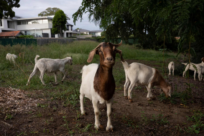 4500-1-1425_20210218_208.jpg Dê được nuôi trong một trường học tại Australia. Ảnh: Guardian.