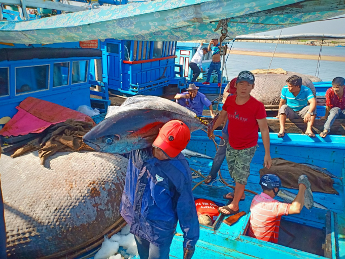 z2322850185711_ac37cb8efee0580a21c0e95e3b6e2c98-1026_20210209_616.jpg Ngư dân Phú Yên mang cá ngừ vào bờ được khai thác ngư trường Trường Sa. Ảnh: KS.