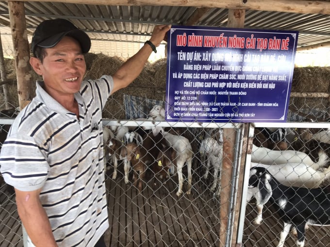 z2321609097590_17a8c8bd10461cfcab355d95d5f1e84b-1611_20210208_203.jpg Mô hình cải tạo đàn dê được triển khai tại xã Cam Thành Nam (TP Cam Ranh) đã giúp đàn dê của người dân nuôi nâng cao chất lượng. Ảnh: KS.