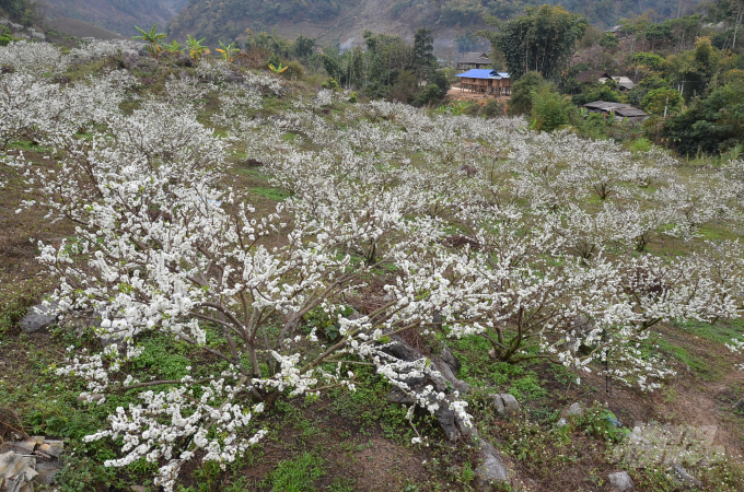 watermark_11-1325_20210222_165.jpg Bạt ngàn hoa mận. Ảnh: Dương Đình Tường.