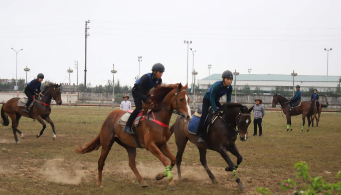 Những 'chiến mã' thuần chủng Thoroughbred được nhập từ các nước tiên tiến châu Âu.