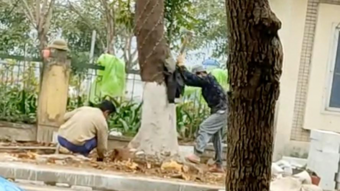 Công nhân thi công ốp đá bó vỉa gốc cây dùng rìu để chặt bớt rễ cây. Ảnh cắt từ clip