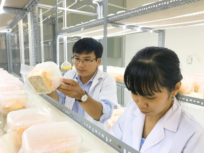 Nghiên cứu khoa học sản xuất đông trùng hạ thảo ở Trường ĐH Trà Vinh. Ảnh: Minh Đảm.