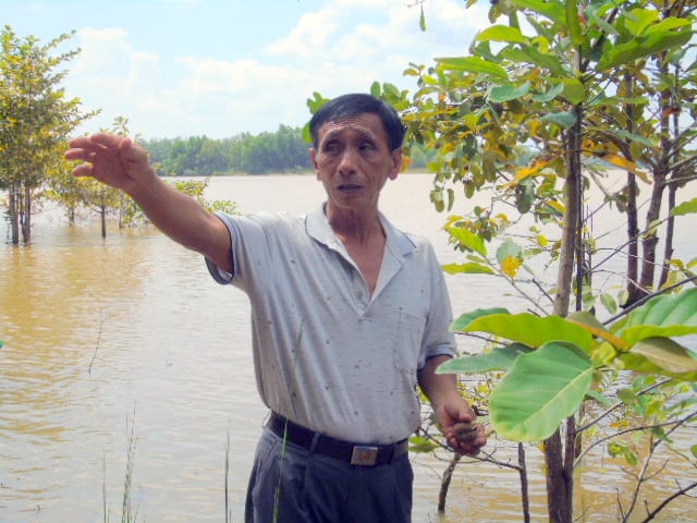 111-1102_20210311_503.jpg Ông Nguyễn Văn Ách tự tay trồng và chăm sóc cây gáo vàng tại lòng hồ thủy điện Cần Đơn, Bình Phước. Ảnh: Tư liệu.