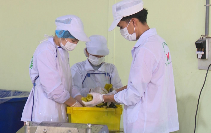 2-1252_20210312_758.jpg Sau khi thu mua từ ruộng của người dân về, rau cải Nhật Bản sẽ được chế biến tập trung tại nhà máy của Công ty TNHH Việt Nam Misaki thành sản phẩm, sau đó mới xuất khẩu được sang Nhật Bản. Ảnh: Toán Nguyễn.