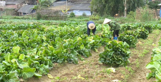 3-1250_20210312_970.jpg Chỉ sau hơn 2 tháng trồng rau cải Nhật Bản, mỗi hecta sẽ đem lại thu nhập xấp xỉ 100 triệu đồng cho người dân.Ảnh: Toán Nguyễn.