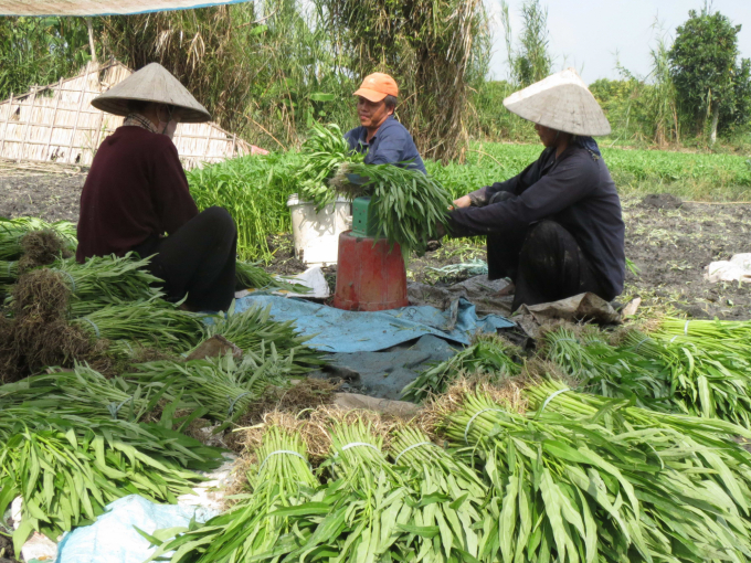 3-rau-muong-rua-sach-bo-lai-thanh-bo-truoc-khi-giao-cho-thuong-lai-1426_20210318_181.jpg Rau muống rửa sạch, bó lại thành bó trước khi giao cho thương lái. Ảnh: Thành Hiệp.