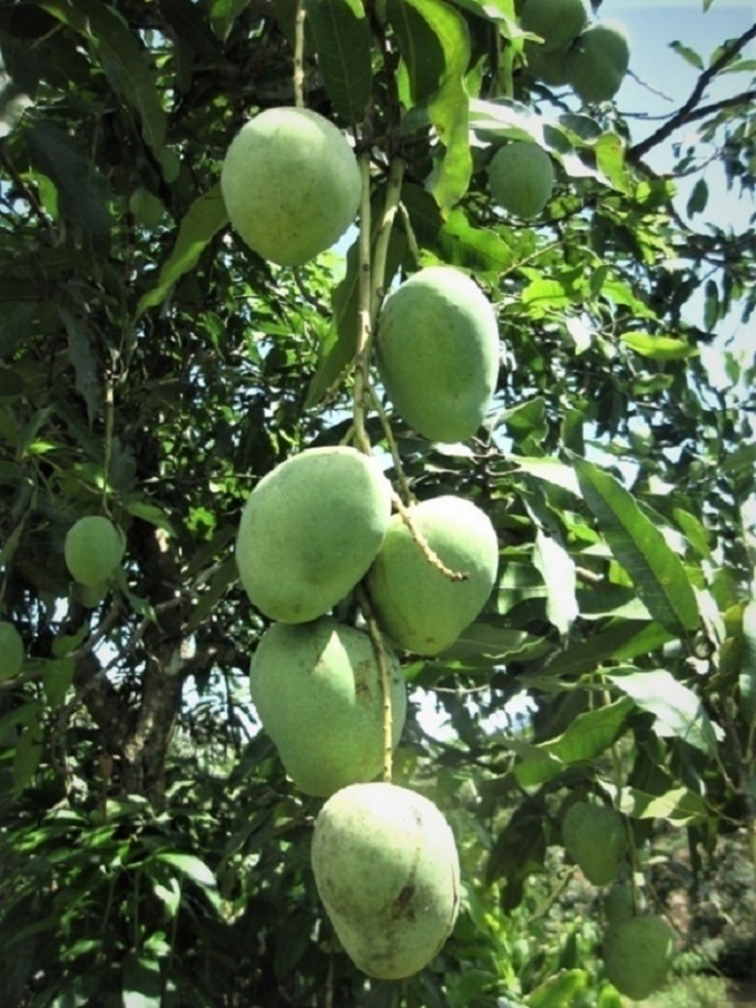 chon-tao-thanh-cong-xoai-yen-chau-qua-to-hat-nho-1626_20210324_700.jpg Việc tuyển chọn thành công giống xoài Yên Châu quả to, hạt nhỏ, giảm tỉ lệ chất xơ... sẽ là cơ sở quan trọng để phát triển cây trồng này tại Sơn La. Ảnh: NVD.