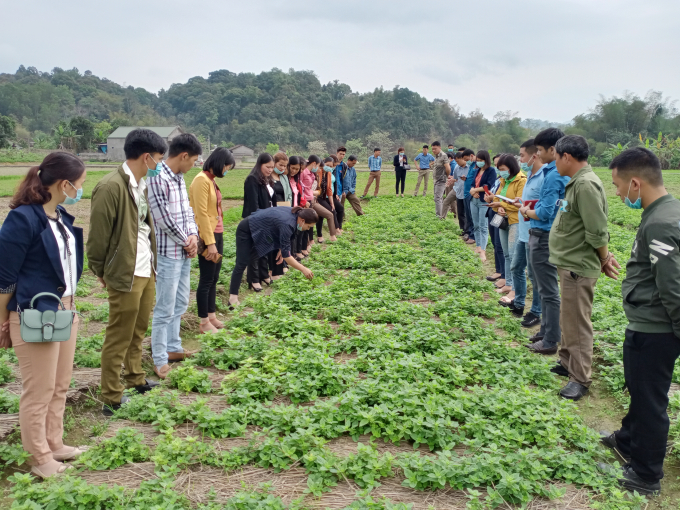 12301218hoc_vien_trao_doi_ky_thuat_chia_se_kinh_nghiem_trong_cham_soc_cay_thach_den_tren_dong_ruong_duy_ha-123012.jpg Các học viên được hướng dẫn về quy trình sản xuất thạch đen đảm bảo các yêu cầu để phục vụ xuất khẩu sang thị trường Trung Quốc. Ảnh: Duy Hà