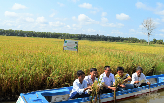 Thời gian qua, Kiên Giang đã tập trung xây dựng và phát triển mô hình lúa - tôm theo hướng bền vững với sự tham gia của các công ty triển khai mô hình liên kết sản xuất và ký hợp đồng bao tiêu lúa hữu cơ. Ảnh: Trung Chánh.