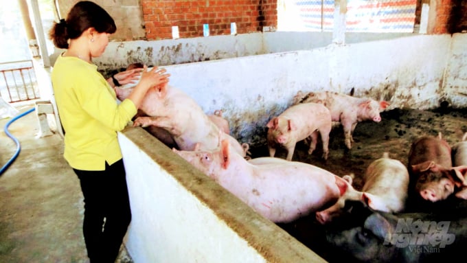 Từ nguồn vốn hỗ trợ của Ngân hàng Chính sách xã hội, sau khi tái đàn, chị Nguyễn Thị Lai ở khu phố Giao Hội 1 (phường Hoài Tân) đã xuất bán lứa đầu và tiếp tục thả nuôi lứa 2. Ảnh: Vũ Đình Thung.