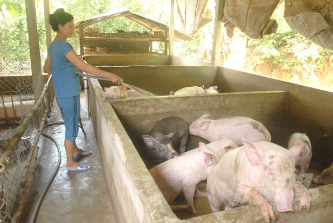 Đến cuối năm 2020, tổng đàn heo trên địa bàn TX Hoài Nhơn đã phát triển trên 100.000 con. Ảnh: Vũ Đình Thung.