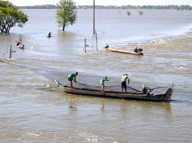 ca-nuoc-ngot-suy-giam-nghiem-trong-0813_20210407_16.jpg Các loài cá nước ngọt tại ĐBSCL đang ngày càng suy giảm nghiêm trọng. Ảnh: Lê Hoàng Vũ.