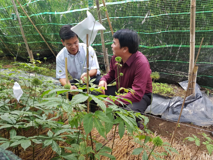 Cây giống sâm Ngọc Linh trong vườn thực nghiệm của Công ty Cổ phần Sâm Ngọc Linh (Tu Mơ Rông, Kon Tum). Ảnh: Phúc Lập.