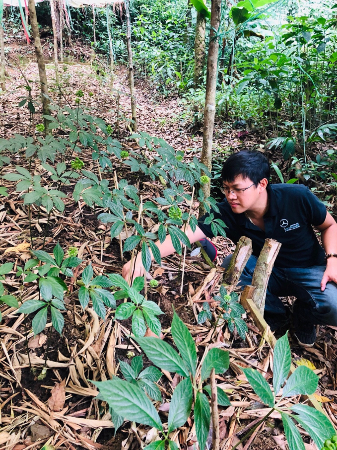 Trần Đức An bên vườn giống sâm Ngọc Linh. Ảnh: Phúc Lập.