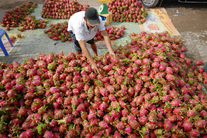 Sơ chế, đóng gói sản phẩm trái cây cần được hỗ trợ nhiều hơn về chính sách. Ảnh: LHV.