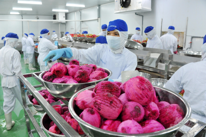 Chế biến thanh long tại Cty Lavifood ở Long An. Ảnh: Lê Hoàng Vũ.