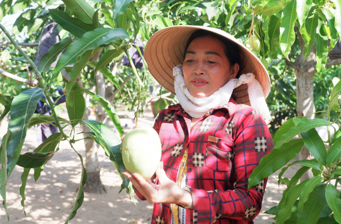 Bà Lê Thị Tuyết Nga, ấp Đại Thôn, xã Thạnh Phong trồng xoài theo chuẩn GlobalGAP. Ảnh: Minh Mừng.