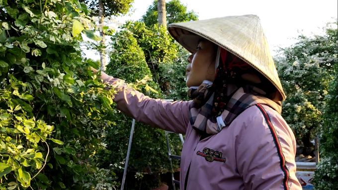 Chị Dung tạo dáng cây tam tài để tăng giá trị cho cây. Ảnh: Thanh Nghĩa.