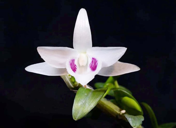 Các giống lan dù có đặc sắc đến đâu cũng không thể khẳng định đó là giống 'lan đột biến' được. Ảnh: internet.