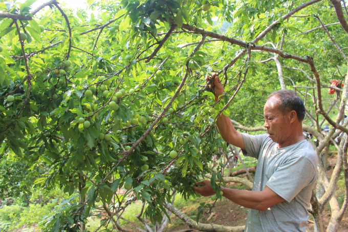 bien-vuon-man-som-nang-suat-thap-thanh-cay-co-gia-tri-kinh-te-1713_20210426_255.jpg Chỉ một năm sau khi cải tạo, đến năm 2019, vườn mận của ông Đàm Văn Tùng ở thôn Lủng Cháng, xã Hà Hiệu (huyện Ba Bể, Bắc Kạn) đã cho giá trị cao gấp 5 lần năm trước đó. Ảnh: TN.