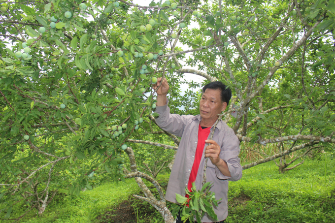 bien-vuon-man-som-nang-suat-thap-thanh-cay-co-gia-tri-kinh-te-1714_20210426_213.jpg Vụ mận sớm năm 2021, giá trị nhiều vườn mận sau cải tạo dự kiến có thể tăng hàng chục lần so với trước đây. Ảnh: TN.