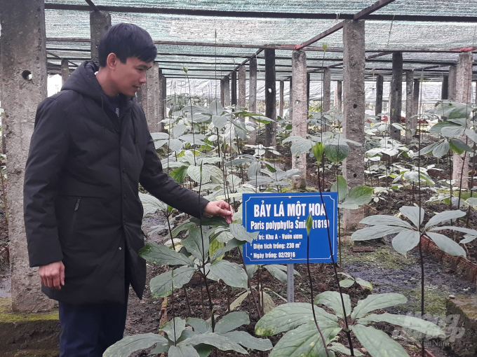 watermark_20181213_130325-0503_20210328_140.jpg Phát triển cây dược liệu là hướng đi phù hợp với điều kiện sẵn có của Nghệ An. Ảnh: Việt Khánh.
