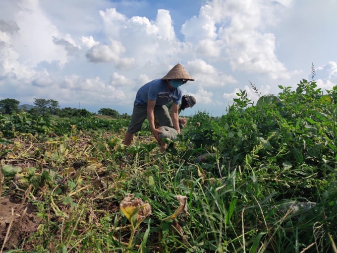b2-1637_20210509_871.jpg Nhiều diện tích bí ngô đã đến kỳ thu hoạch nhưng phải để ngoài ruộng do nhà dân không còn chỗ chứa. Ảnh: MHN.