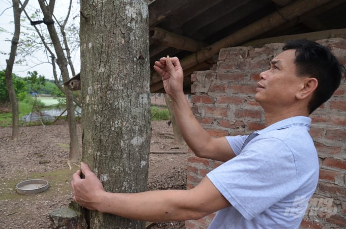 Anh Lộc đang thăm lõi sưa. Ảnh: Dương Đình Tường.