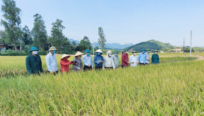 22-1034_20210516_506.jpg Giống lúa ST24 cho năng suất 68 tạ/ha tại đồng ruộng Tuyên Hóa. Ảnh: N.Tâm.