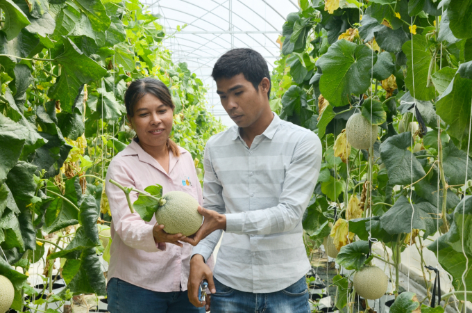 trong-dua-luoi-trong-nhfa-mang-thich-ung-bien-doi-khi-hau-0816_20210516_158.jpg Sản xuất dưa lưới trong nhà màng thích ứng biến đổi khí hậu. Ảnh: Minh Đảm.