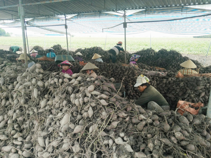 Giá khoai lang thấp kỷ lục, nông dân gần như 'cụt vốn'. Ảnh: Minh Đảm.