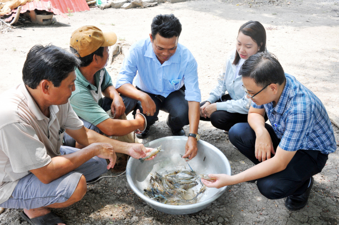 anh-4-1525_20210518_856.jpg Hiện mô hình nuôi tôm càng xanh toàn đực cũng đã được phát triển, nhân rộng tại một số địa bàn huyện Vĩnh Thạnh. Ảnh: NT.