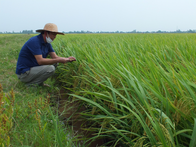 canh-giac-sau-benh-cuoi-vu-dong-xuan-1502_20210521_881.jpg Cục BVTV đề nghị các địa phương ĐBSH không chủ quan trước nguy cơ sâu bệnh hại, nhất là rầy cuối vụ trong thời gian tới. Ảnh: Lê Bền.