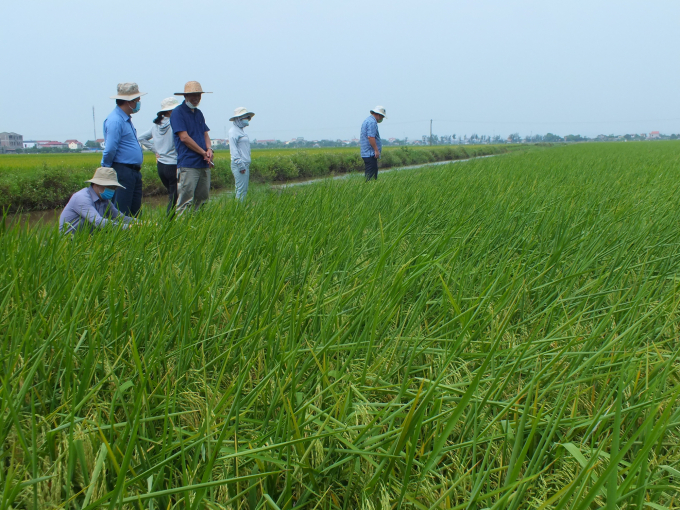 canh-giac-sau-benh-cuoi-vu-dong-xuan-1504_20210521_336.jpg Giống ST25 sản xuất tại Kim Sơn (Ninh Bình) trĩu bông, gần như không có sâu bệnh hại. Ảnh: Lê Bền.