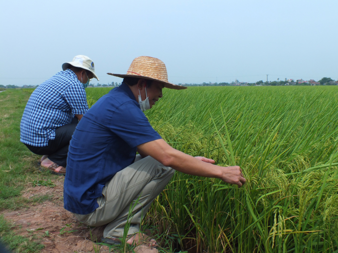 canh-giac-sau-benh-cuoi-vu-dong-xuan-1506_20210521_596.jpg ST25 đang có thể bung mạnh ra sản xuất tại các tỉnh phía Bắc trong thời gian tới: Ảnh: Lê Bền.