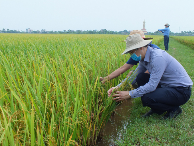 dscf8436-1453_20210521_583.jpg Đến thời điểm này, lúa đông xuân tại các tỉnh ĐBSH rất sạch bệnh, dự kiến được mùa lớn. Ảnh: Lê Bền.