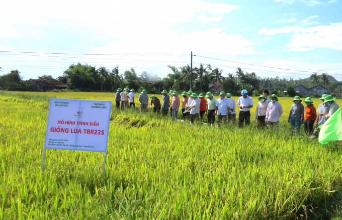 09550929tbr25-095509.jpg Việc sử dụng bón phân hữu cơ vi sinh, kết hợp với quy trình sản xuất lúa hướng hữu cơ đã mang lại cùng lúc nhiều lợi ích. Ảnh: MHN.