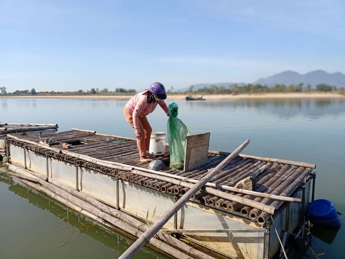 10000774chi-ai-vot-ca-100007.jpg Một số mô hình nuôi cá chình trong lồng trên sông Trà Khúc ở huyện Sơn Tịnh (Quảng Ngãi) bước đầu cho hiệu quả tốt. Ảnh: Thu Phượng.