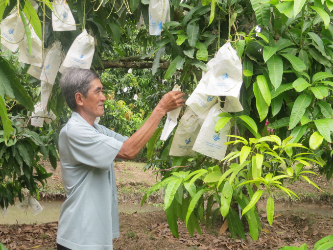 Nông dân Đồng Tháp sản xuất xoài rải vụ cho trái mùa nghịch nhằm bán giá cao. Ảnh: Lê Hoàng Vũ.