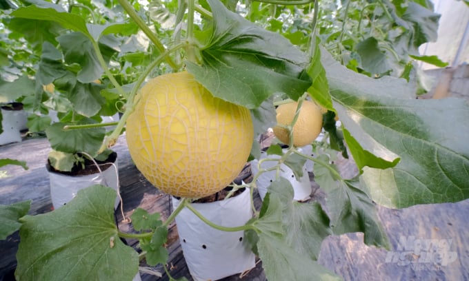 Mỗi cây dưa trong trang trại Green Farm chỉ cho một quả. Toàn bộ quá trình chăm sóc từ trong giá thể xơ dừa đều tuân theo quy trình hữu cơ. Ảnh: LB.